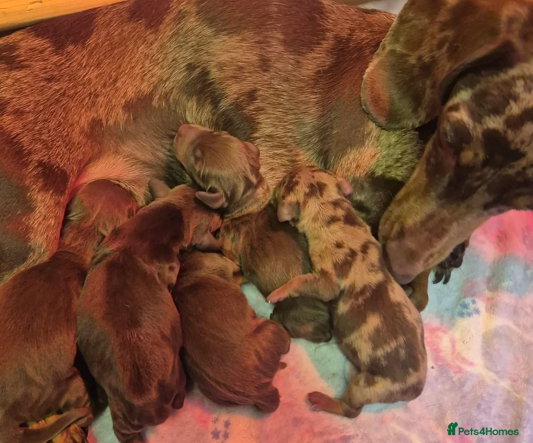 Miniature Dachshund dogs for stud: ⭐️⭐️⭐️KC MINIATURE DACHSHUND FOR STUD⭐️⭐️  in Southampton - Advert 12