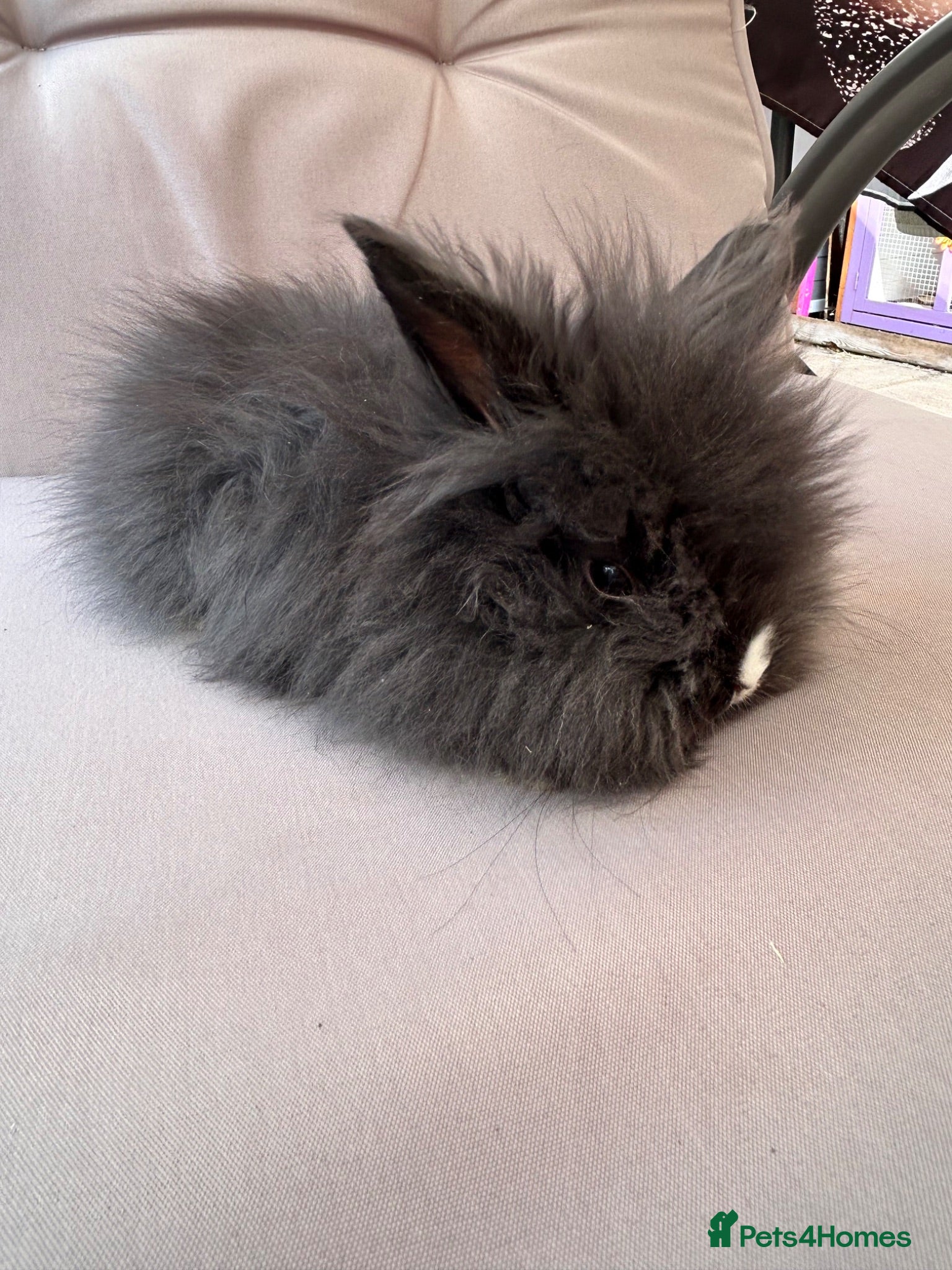 Lionhead rabbits 🦋Pure breed Teddy lionheads 🦋 - Advert 2