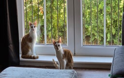 British Shorthair cats for sale: 2 ginger brothers  - Image 8