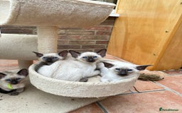 Siamese cats for sale: 5 Classic Seal Points looking for forever homes - Image 3