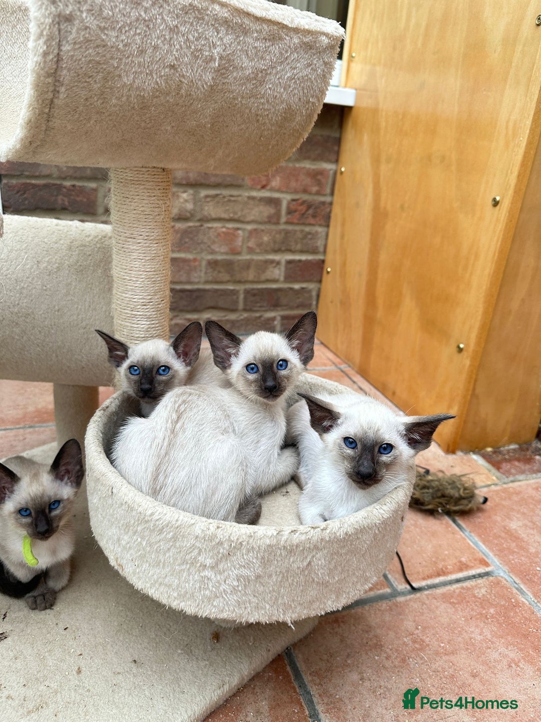 Siamese cats for sale: 5 Classic Seal Points looking for forever homes - Image 3