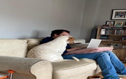 Mixed Breed dogs for sale: Our gorgeous Dalidor needs a loving home - Image 2