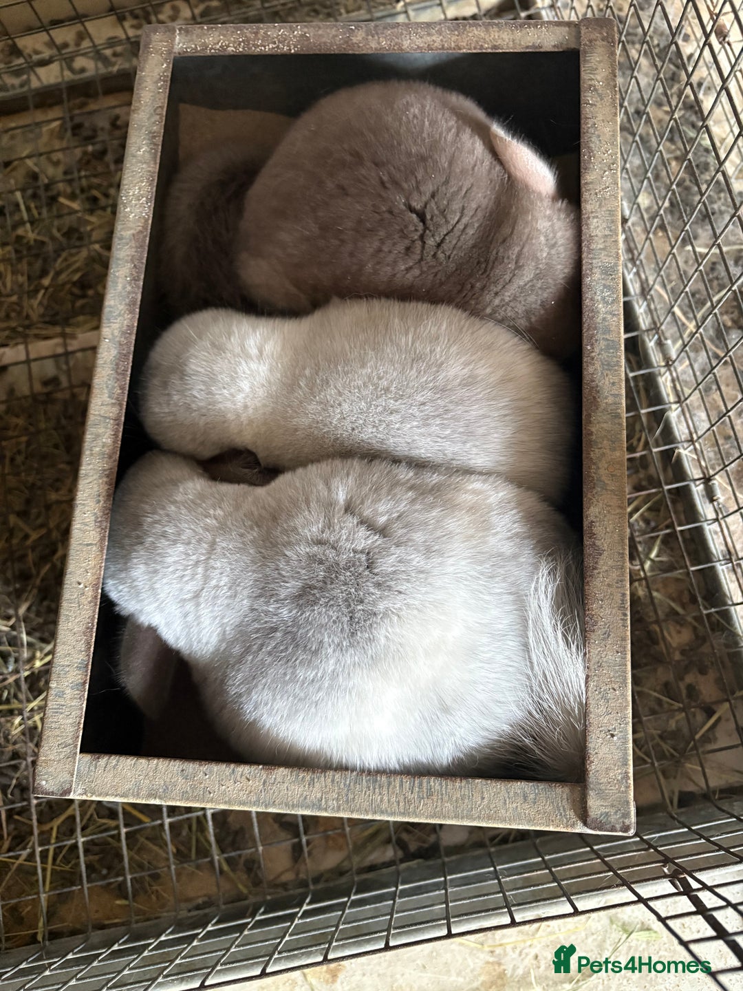 Chinchilla rodents for sale: Trio of Young Males - Image 5