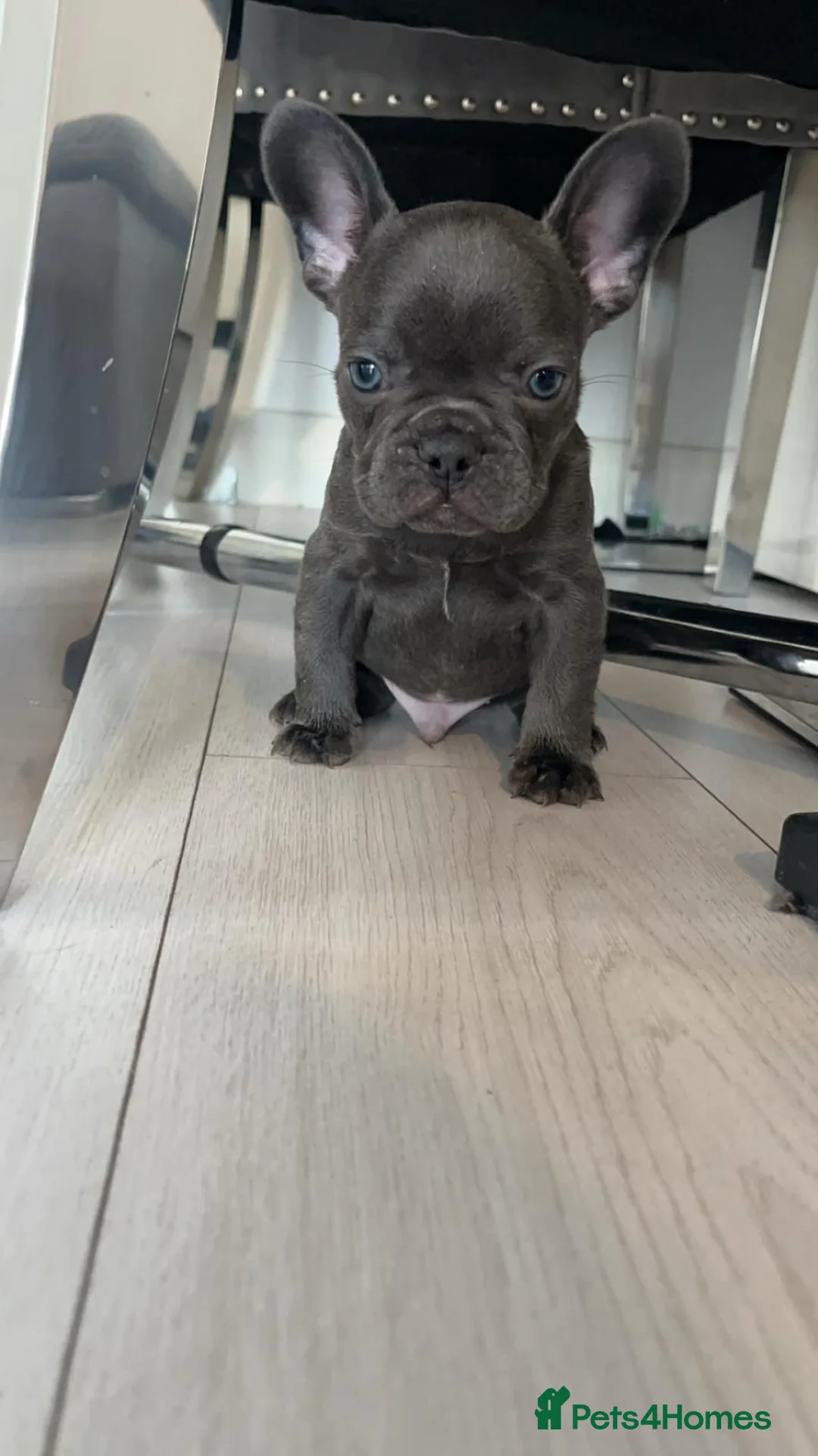 French Bulldog dogs for stud: Stunning blue merle 2year old stud - PROVEN in Lichfield - Advert 26