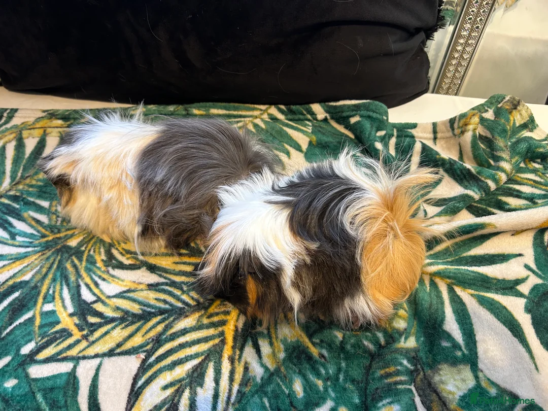 Guinea Pig rodents for sale: 3 peruvian retired sisters for loving forever home - Advert 6