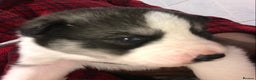 Siberian Husky dogs for sale: Magnificent Pure Siberia Husky Puppies  - Advert 18