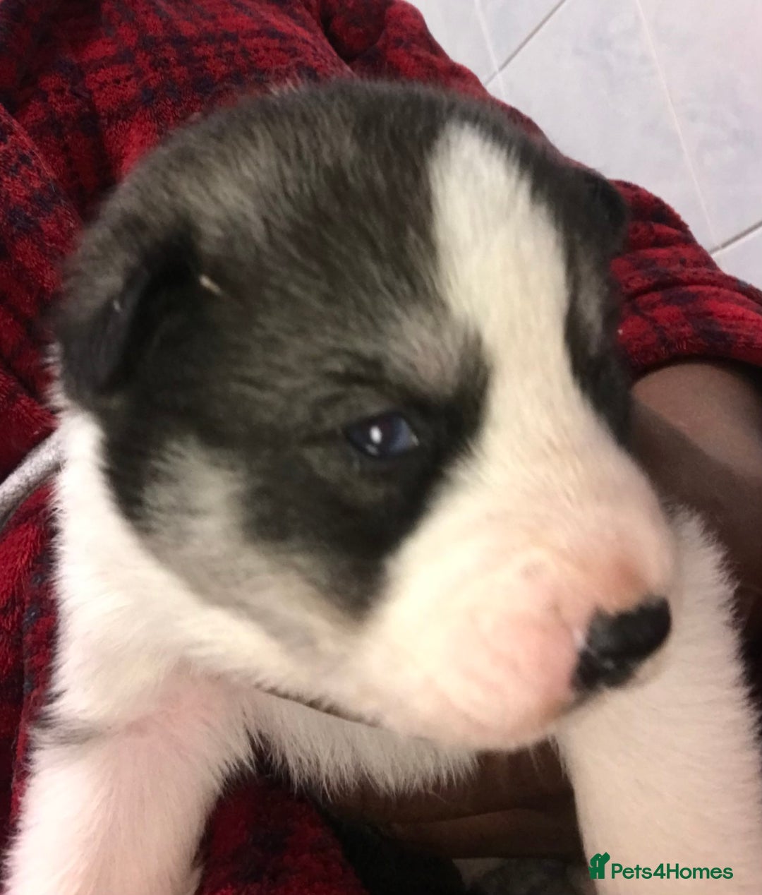 Siberian Husky dogs for sale: Magnificent Pure Siberia Husky Puppies  - Advert 18