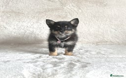 Pomsky dogs for sale: Small f3 Pomsky puppies for sale  - Image 9