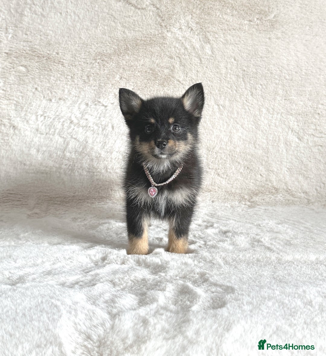 Pomsky dogs for sale: Small f3 Pomsky puppies for sale  - Image 9