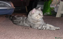 British Shorthair cats for sale: Silver Tabby BSH - Image 9
