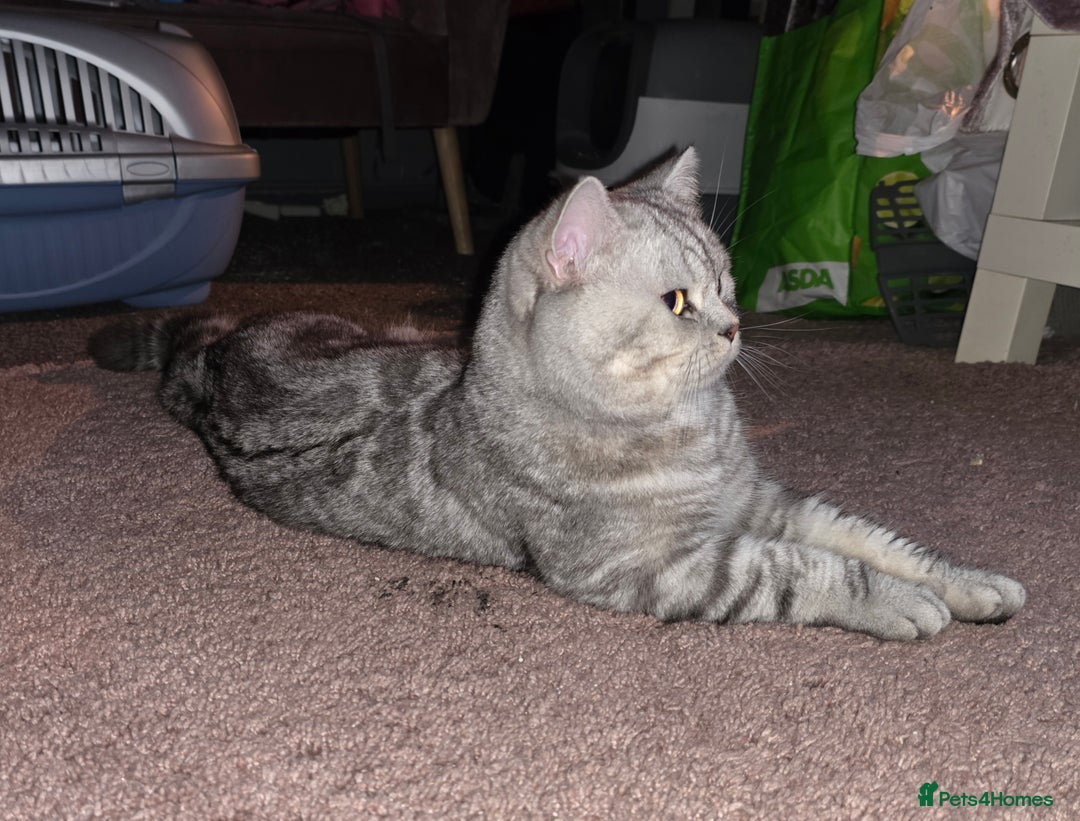 British Shorthair cats for sale: Silver Tabby BSH - Image 9