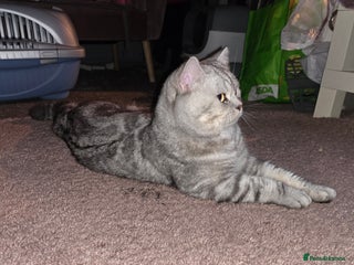 British Shorthair cats - Advert 5