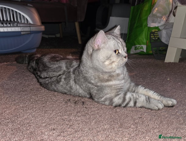 British Shorthair cats - Advert 1