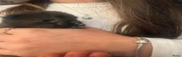 Mixed Breed cats for sale: Two beautiful half Maine Coon kittens - Advert 5