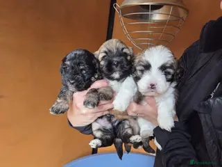 Lhasapoo dogs Lhasapoo Puppies - Advert 8