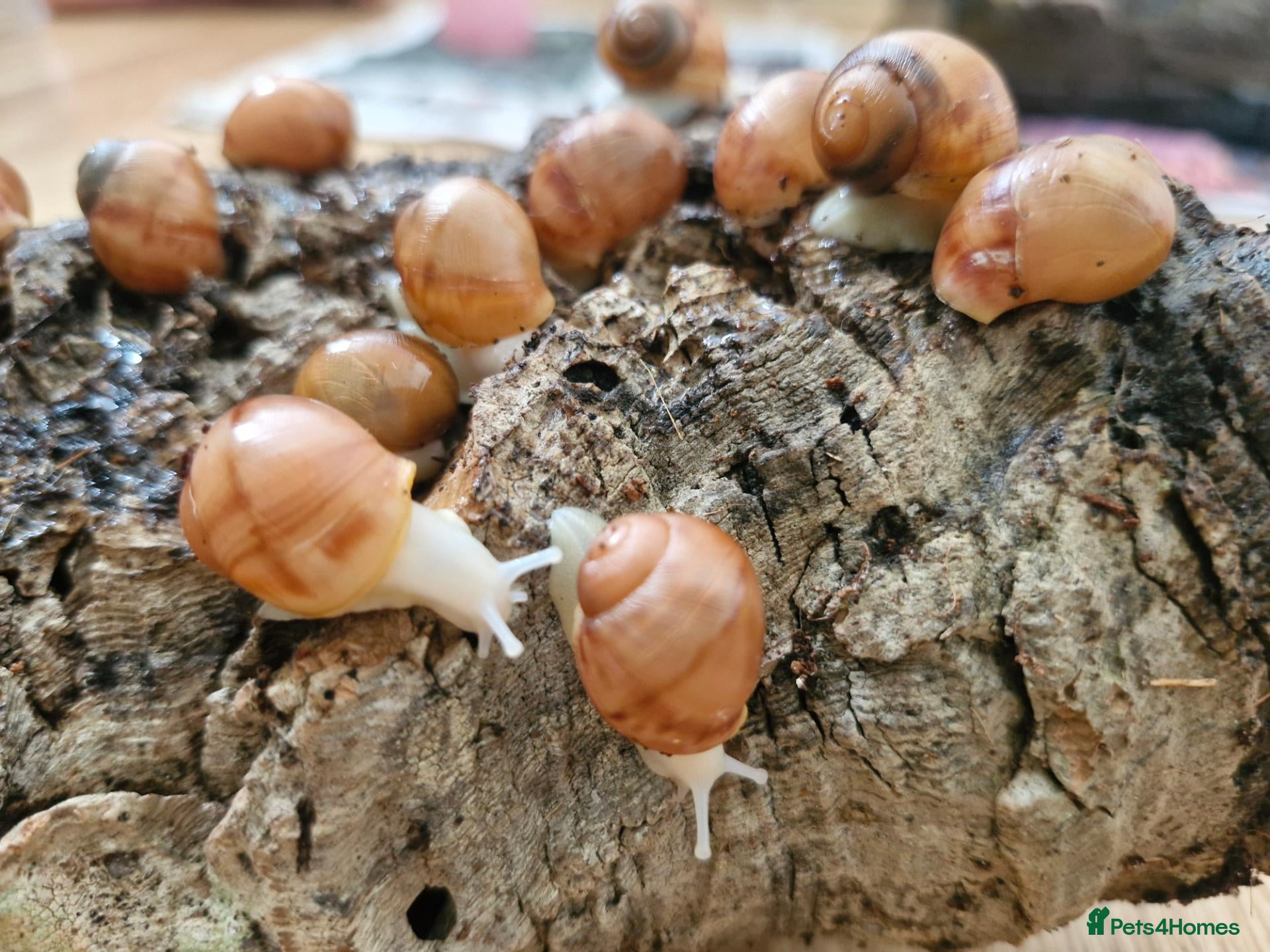 Snails invertebrates Albino giant african land snails  - Advert 9