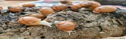 Snails invertebrates for sale: Albino giant african land snails  - Advert 1