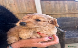 Cockapoo dogs for sale: cockapoo puppies - Advert 4