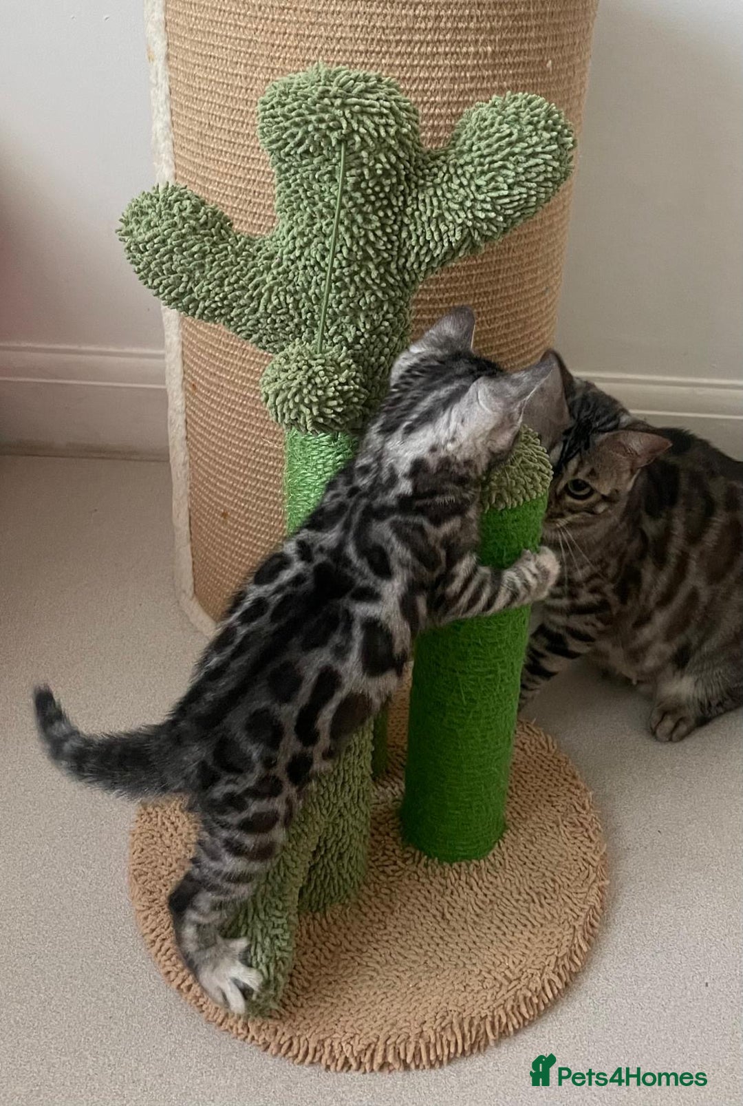 Bengal cats for sale: Stunning Silver Bengal Kittens 😻 - Image 34