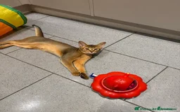 Abyssinian cats for sale: Abyssinian kittens looking for their new home - Image 29