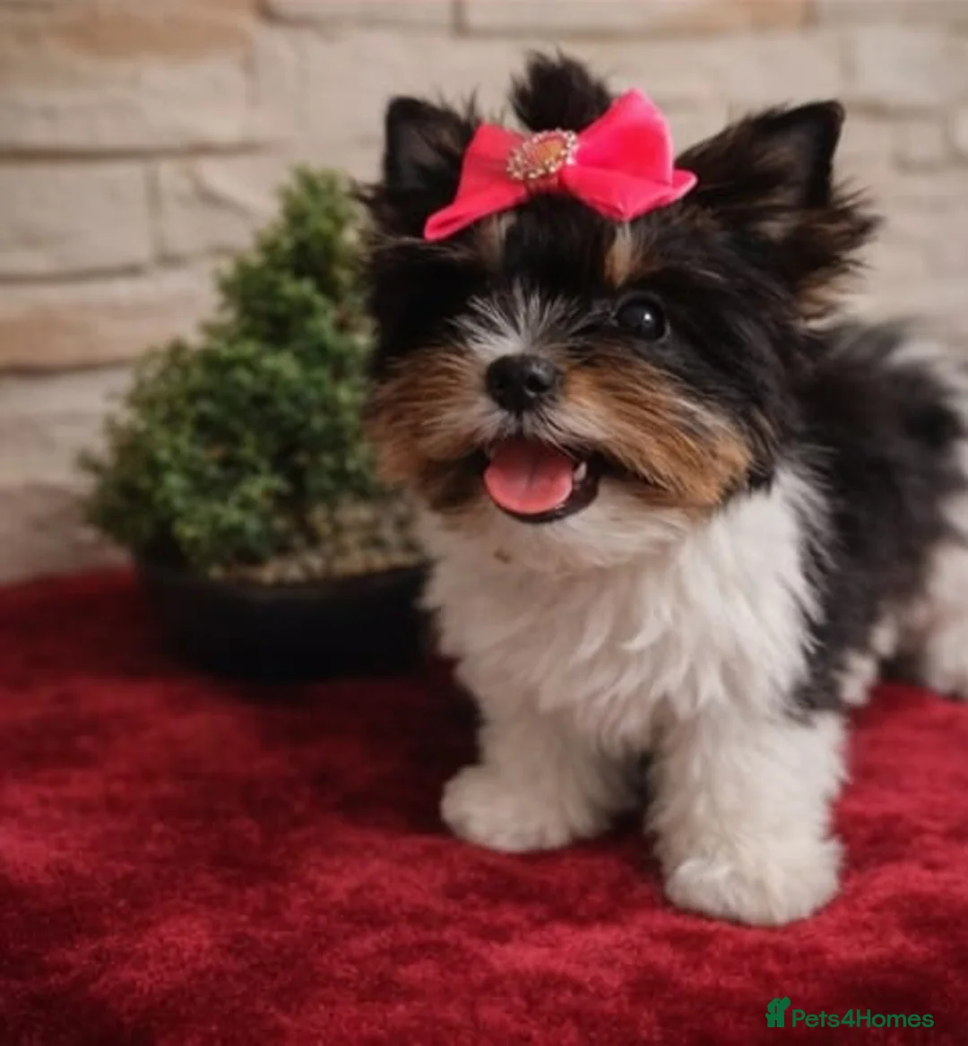 Biewer Terrier dogs for sale: Tiny Biewer Yorkshire Terrier Girls  - Advert 9