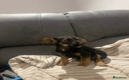 Jackapoo dogs for sale: Beautiful Jackapoo Puppy Black and Tan  - Image 5