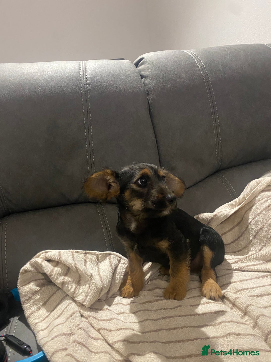 Jackapoo dogs for sale: Beautiful Jackapoo Puppy Black and Tan  - Image 5