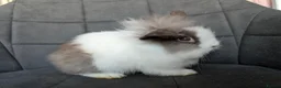 Lionhead rabbits for sale: Fluffy BE Lionhead Rabbits for Sale  - Advert 13