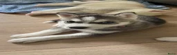 Siberian Husky dogs for sale: Siberian huskies ready to leave  - Advert 2