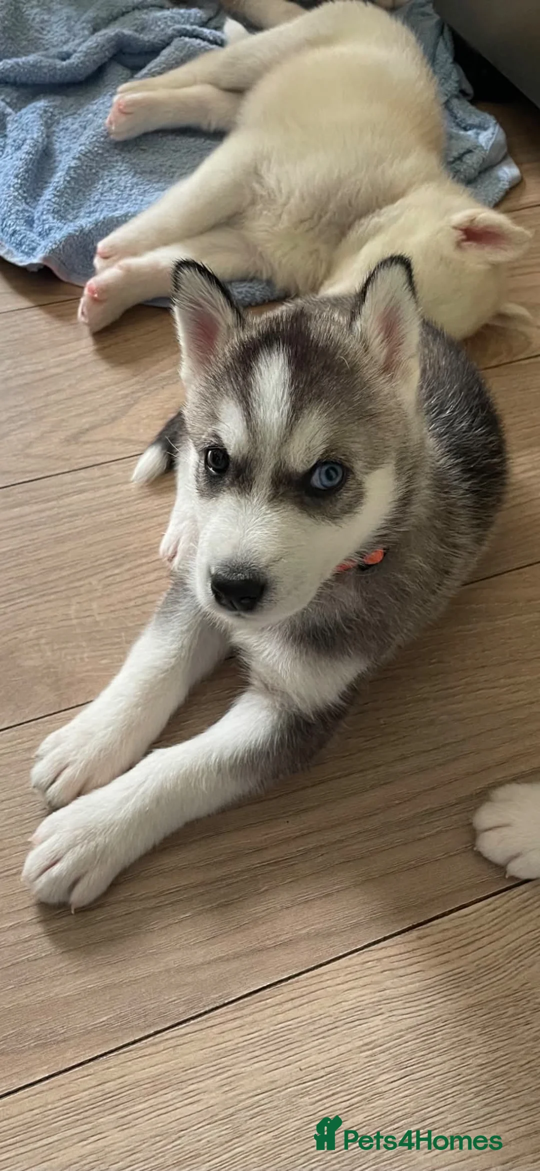Siberian Husky dogs for sale: Siberian huskies ready to leave  - Advert 2