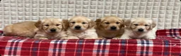 Golden Retriever dogs for sale: GORGEOUS GOLDEN RETRIEVER PUPPIES  in Carmarthen - Advert 5