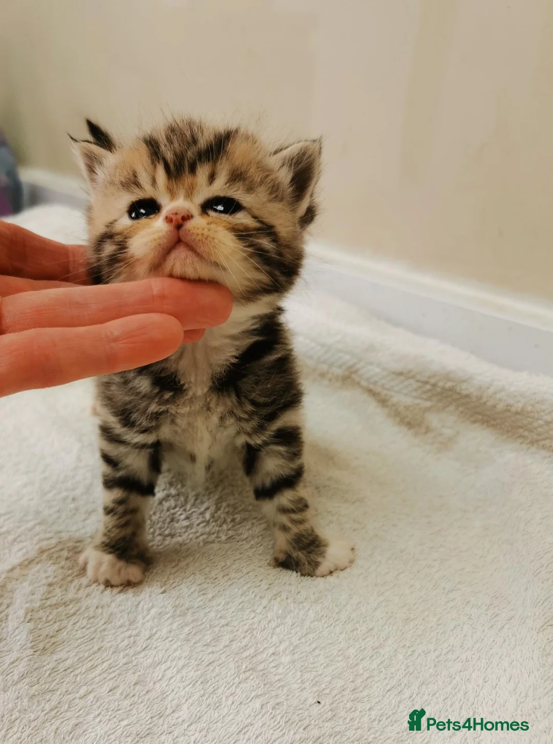 Mixed Breed cats for sale: Pedigree Persian exotic cross - Advert 2