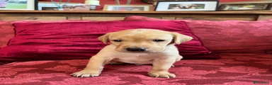 Labrador Retriever Puppy 1