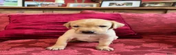 Labrador Retriever dogs for sale: Lovely and Lively Labrador Puppies for sale - Advert 5