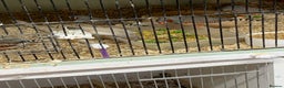 Finches birds for sale: Zebra finches male only and male diamond dove - Advert 4