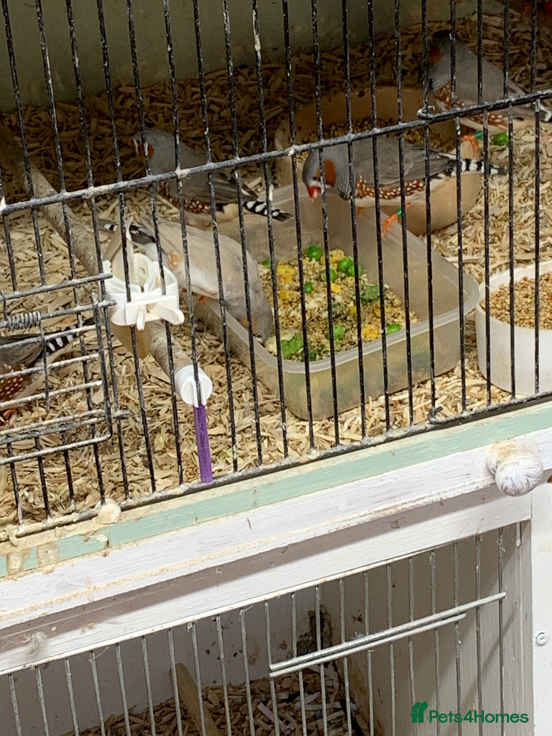 Finches birds for sale: Zebra finches male and female,male diamond dove - Image 4