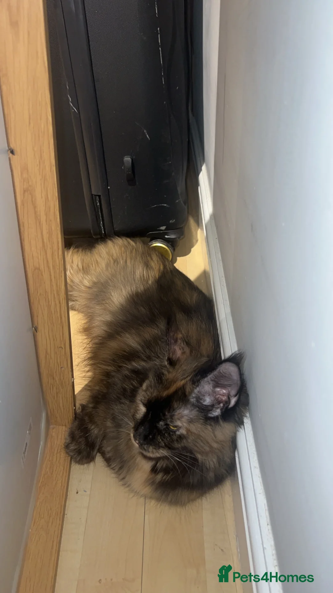 Maine Coon cats for sale: Maine coon kittens for sale  in Leeds - Advert 2