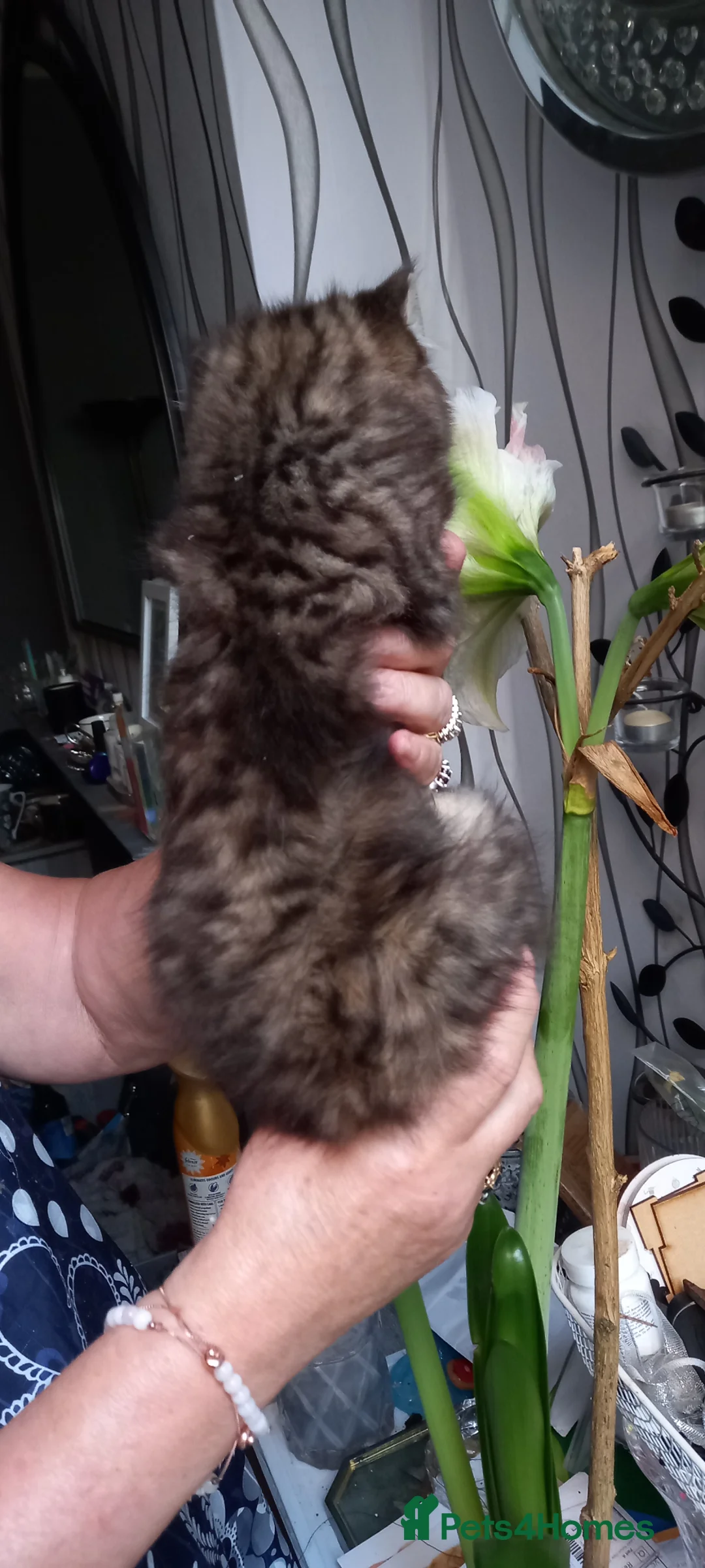 Mixed Breed cats for sale:  British shorthair X Siberian - Advert 2