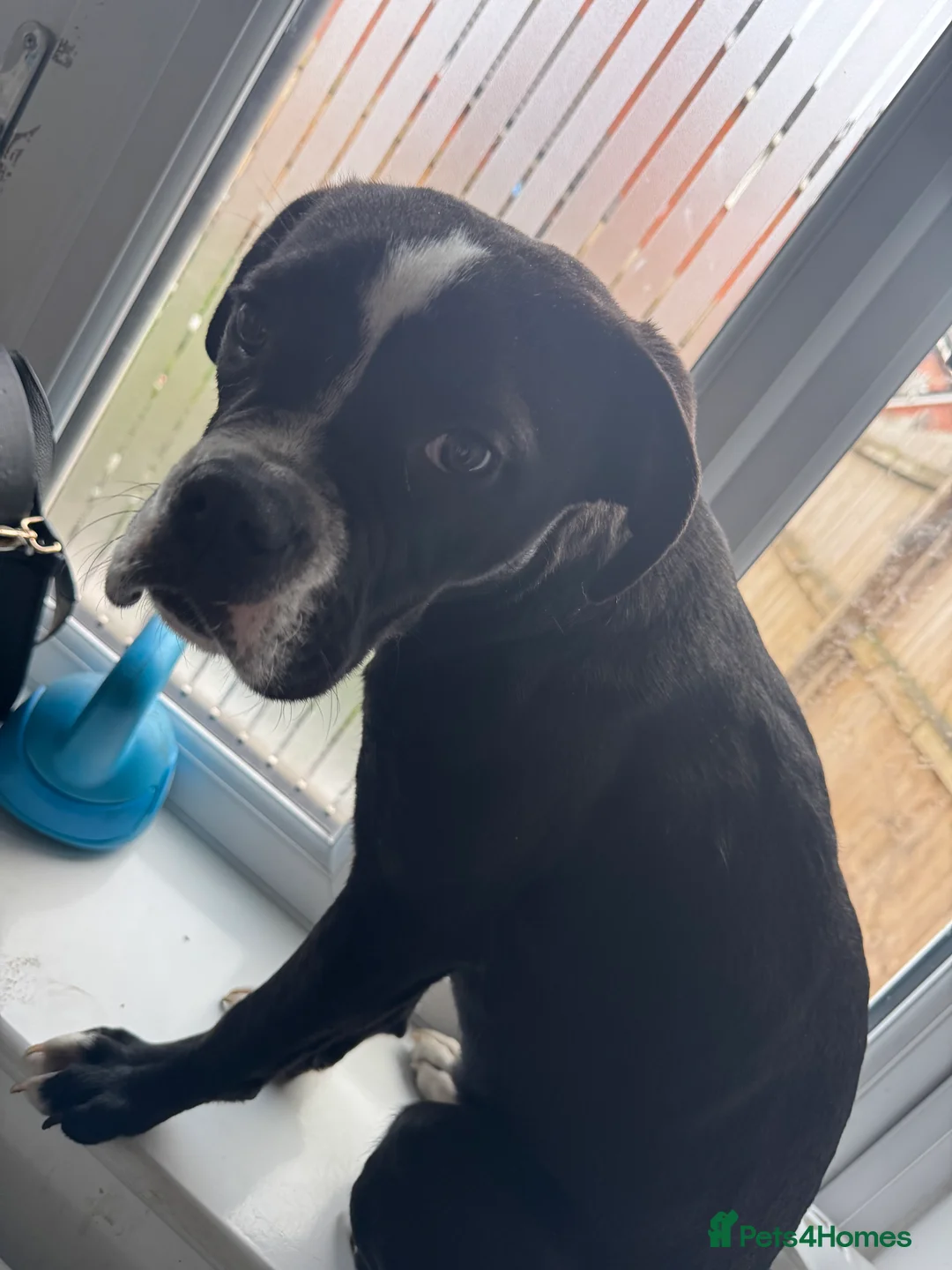 Mixed Breed dogs for sale: Lovely 1 year old female for rehoming - Advert 2