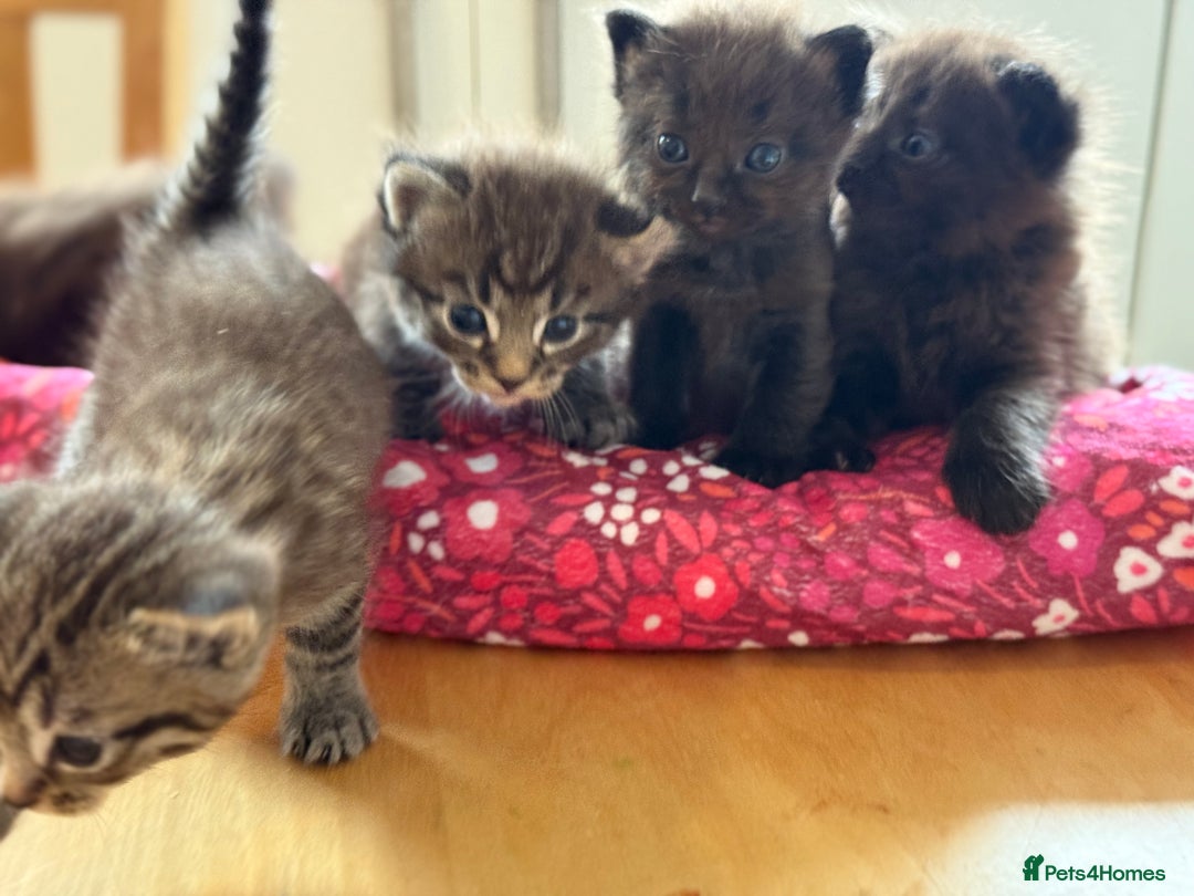 British Longhair cats for sale:  British longhair kittens 3 male 1 female  - Image 8