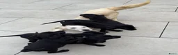 Goldador dogs for sale: Stunning black goldador puppies - Advert 2