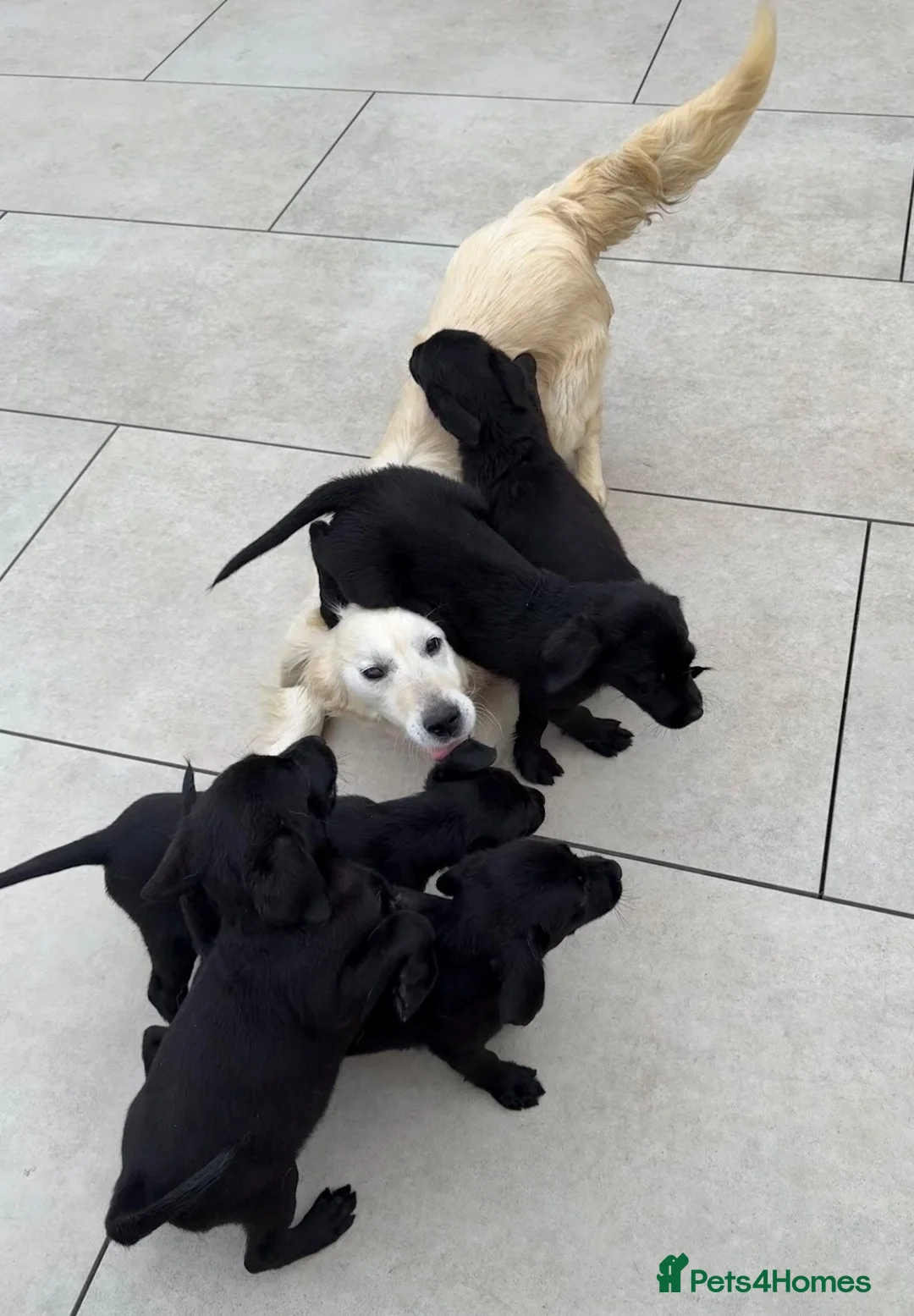 Goldador dogs for sale: Stunning black goldador puppies - Advert 2