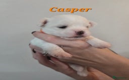 Mixed Breed dogs for sale: F1 Malchi puppys from health tested parents  - Image 17