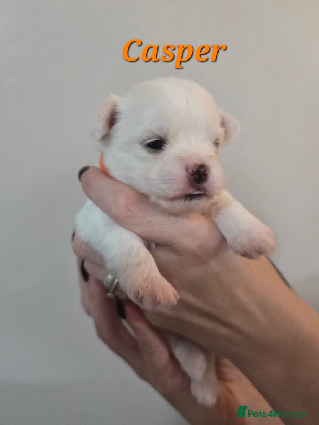 Mixed Breed dogs for sale: F1 Malchi puppys from health tested parents  - Image 17