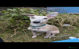 Whippet dogs for stud: KC registered fawn brindle whippet for stud - Image 2