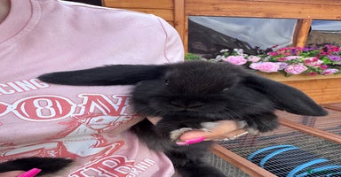 Mini Lop rabbits - Advert 11