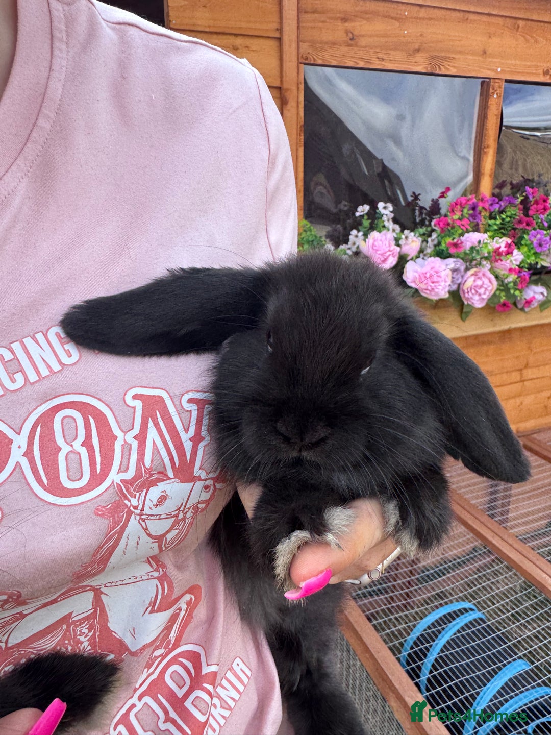 Mini Lop rabbits for sale: 2 lovely black mini lop girls - Image 2