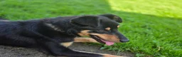 Mixed Breed dogs for sale: Kelpie x collie bitch  - Advert 1