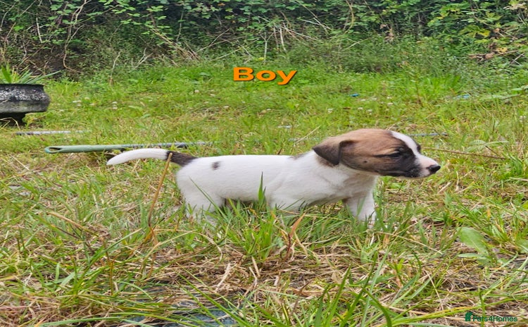 Jack Russell dogs - Advert 4