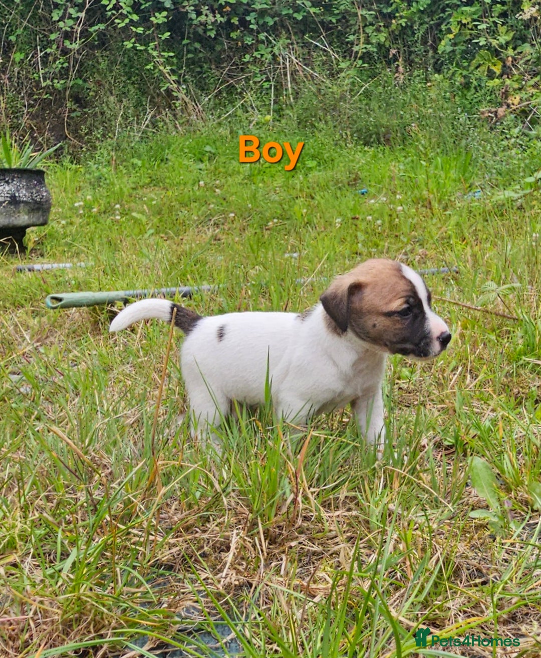 Jack Russell dogs for sale: Two Gorgeous Puppies  - Image 1